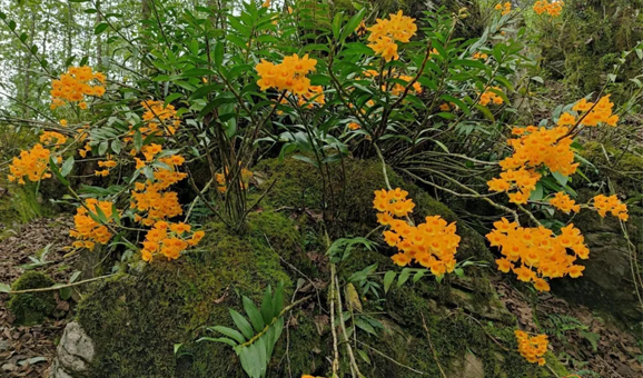解码中华地标-麻栗坡石斛